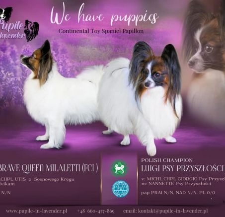 Spaniel kontynentalny miniaturowy Papillon