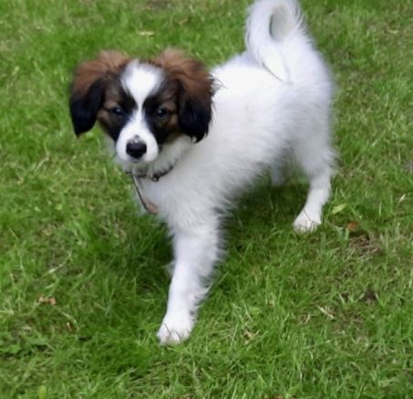 Spaniel kontynentalny miniaturowy Phalene