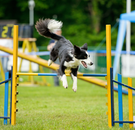 Sporty kynologiczne dla psa