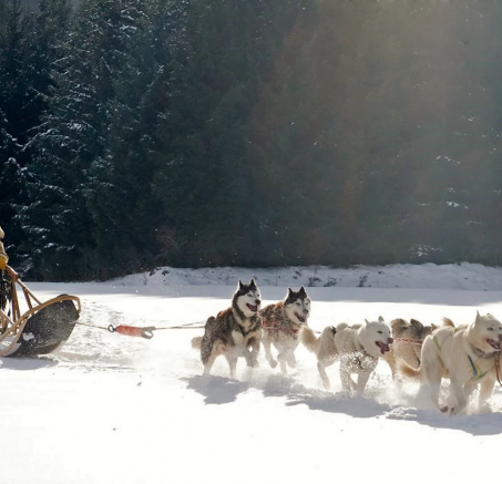 Sporty zimowe dla ciebie i twojego czworonożnego przyjaciela