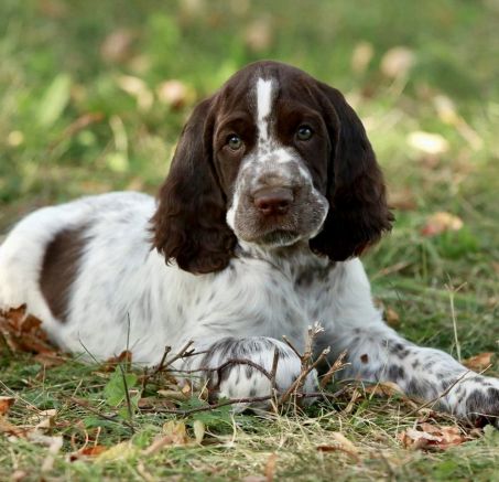 Springer spaniel angielski - szczenięta 