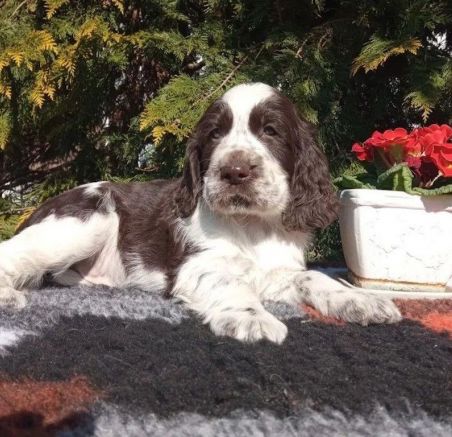 Springer spaniel angielski - dostępne szczeniaki
