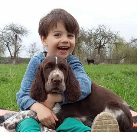 Springer spaniel angielski - dostępne szczeniaki