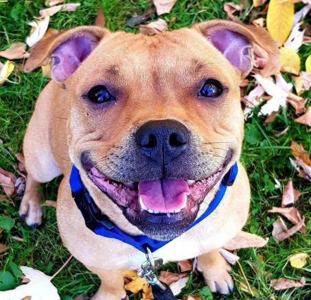 Staffordshire Bull Terrier 