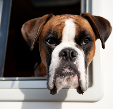 Świat psów rasowych: od wyboru do odpowiedzialnej opieki