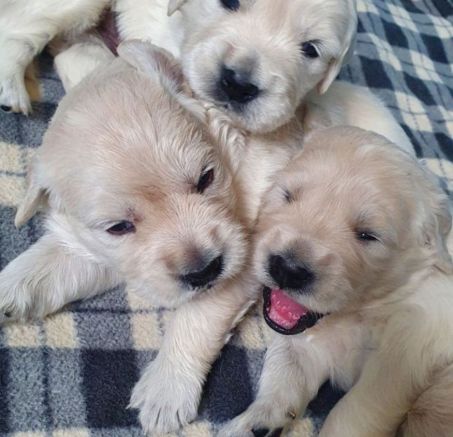 Szczeniaczki Golden retriever