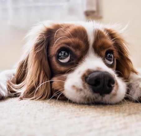 Szczeniak zjada swoje odchody - co robić? Poradnik