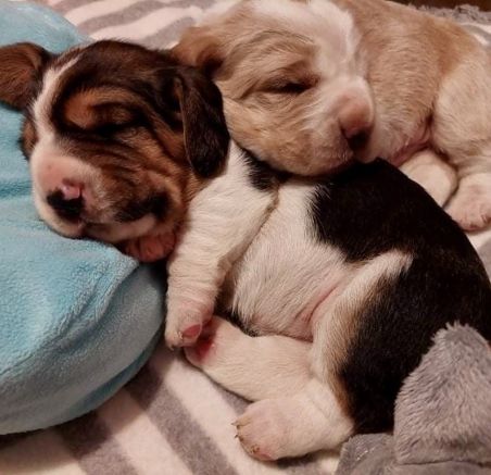 Szczeniaki Basset Hound