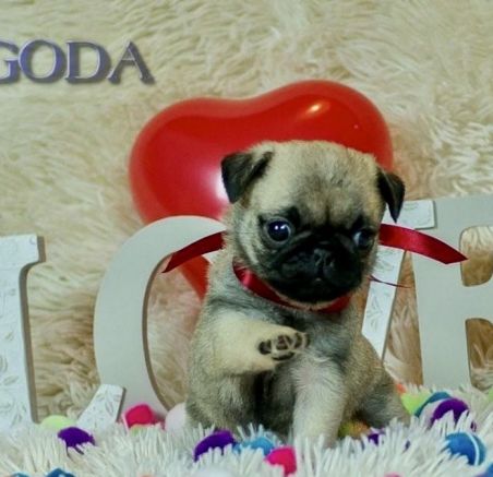 Szczeniaki Berneńskiego psa pasterskiego i mopsa