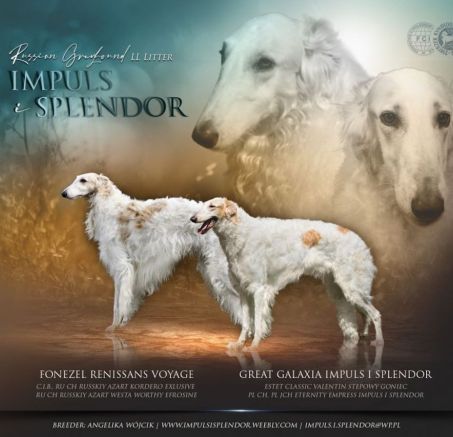 Szczeniaki Chatr rosyjski Borzoj 