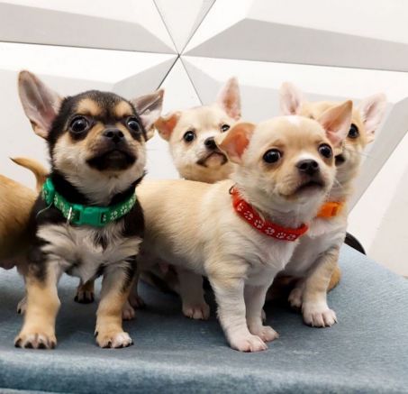 Szczeniaki - Chihuahua krótkowłosy