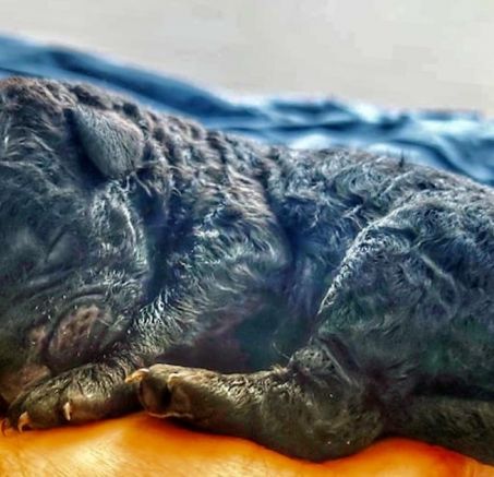 Szczeniaki - Curly Coated Retriever