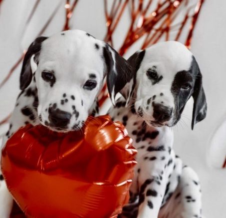 Szczeniaki Dalmatyńczyka