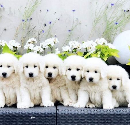 Szczeniaki dostępne - Polski owczarek podhalański