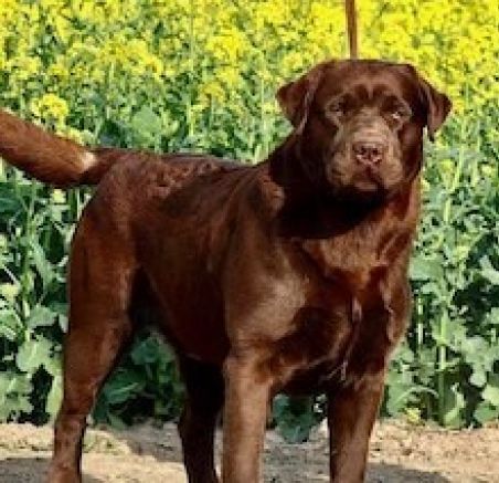 Szczeniaki labradora czekoladowego i rottweilera