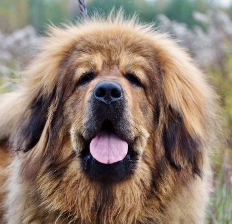 Szczeniaki Mastifa Tybetańskiego