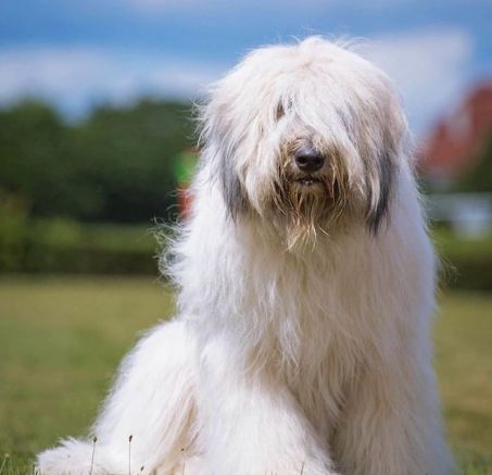 Szczeniaki owczarka niemieckiego i inne