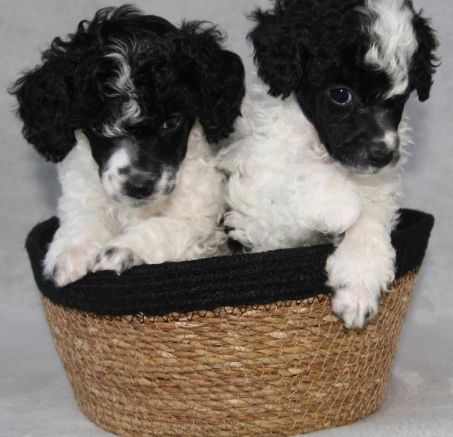 Szczeniaki Pudla miniaturowego