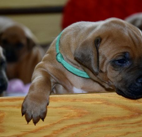 Szczeniaki rasy Rhodesian Ridgeback