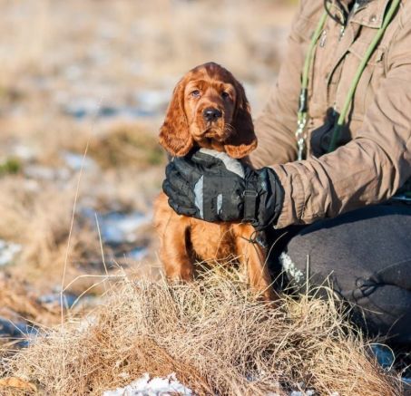 Szczeniaki setera irlandzkiego