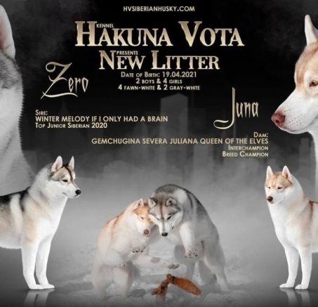 Szczeniaki Siberian husky