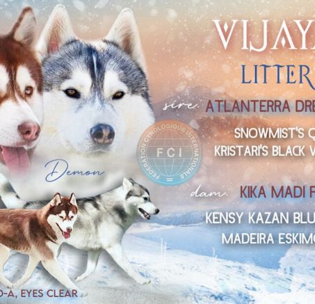 Puppies - Siberian Husky