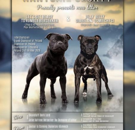 Szczeniaki Staffordshire Bull Terrier