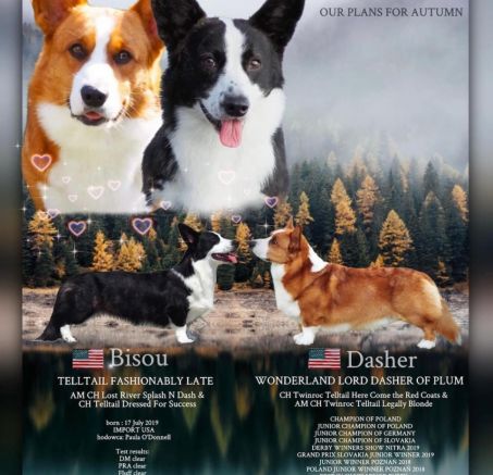 Szczeniaki Welsh Corgi Cardigan