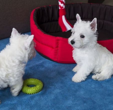 Szczeniaki West highland white terrier