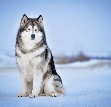 Szczenięta Alaskan Malamute