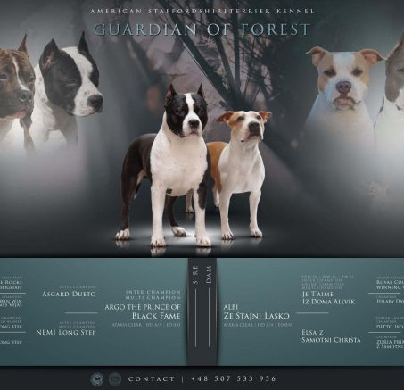 Szczenięta American staffordshire terrier