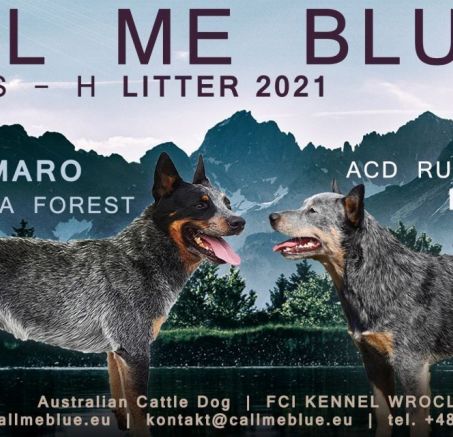 Szczenięta Australian cattle dog 