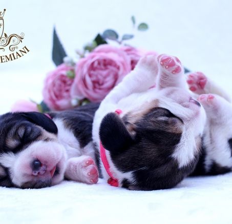 Szczenięta - Beagle