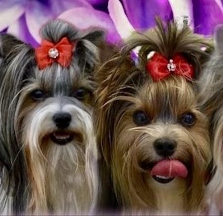 Szczenięta Biewer Yorkshire Terrier a'la Pom Pon