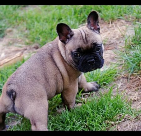 Szczenięta buldoga francuskiego