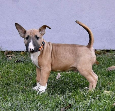 Szczenięta Bulteriera