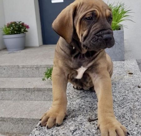 Szczenięta Fila Brasileiro