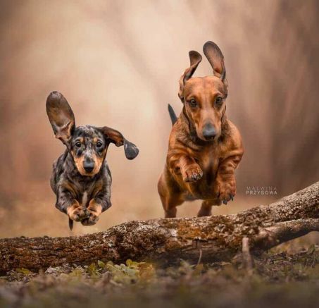 Szczenięta jamnika krótkowłosego