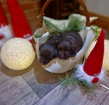 Szczenięta Labrador retriever