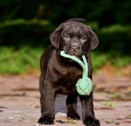 Szczenięta Labrador Retriever