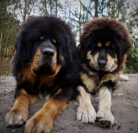 Szczenięta Mastifa Tybetańskiego