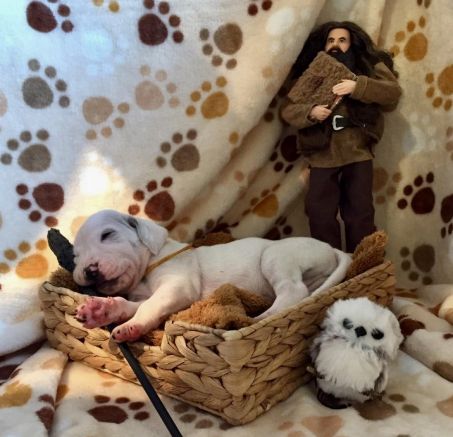 Szczenięta - PORCELAINE