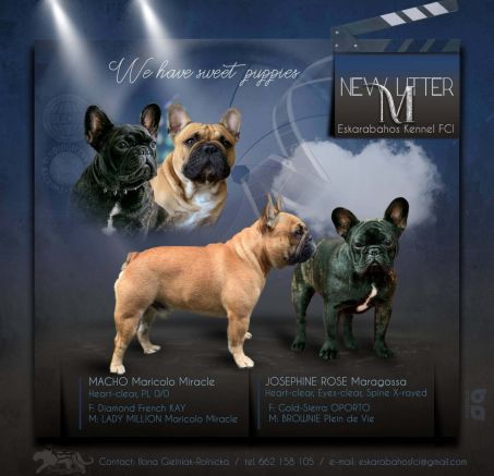 Szczenięta rasy buldog francuski 