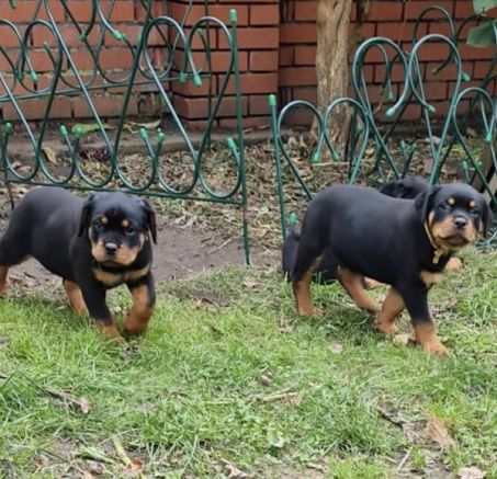 Szczenięta rasy Rottweiler 