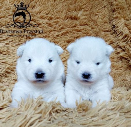 Szczenięta rasy Samoyed