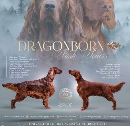 Szczenięta setera irlandzkiego