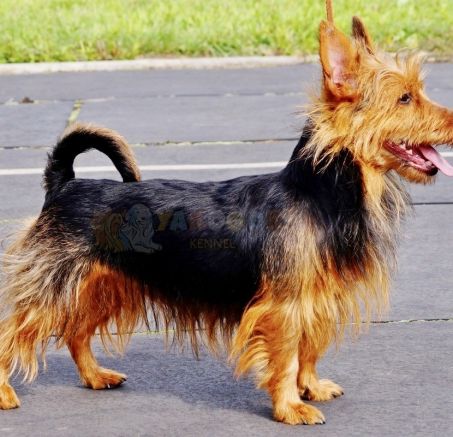 Szczenięta - Terier australijski