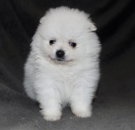 Szpic mały biały - szczenięta