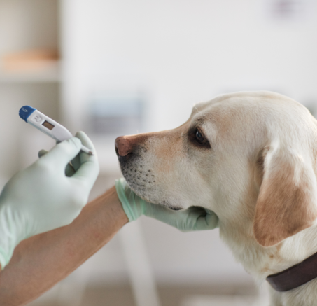 Temperatura u psa: Jak mierzyć, kiedy jest niebezpieczna i co robić, gdy jest za wysoka?