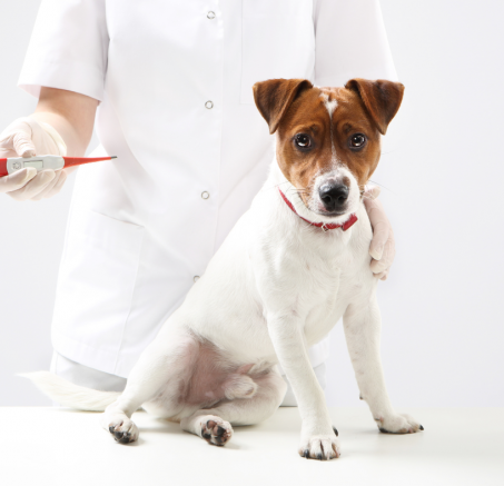 Temperatura u psa – jak sprawdzić, jaka powinna być i co robić w razie gorączki?